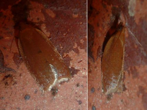 Clepsis consimilana